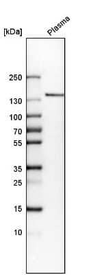 Western Blot: COL14A1 Antibody [NBP1-86877]