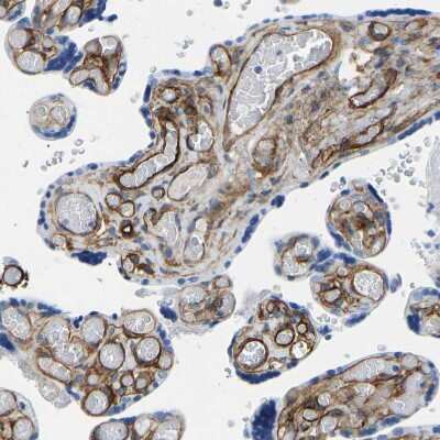 Immunohistochemistry-Paraffin: COL15A1 Antibody [NBP1-91087]