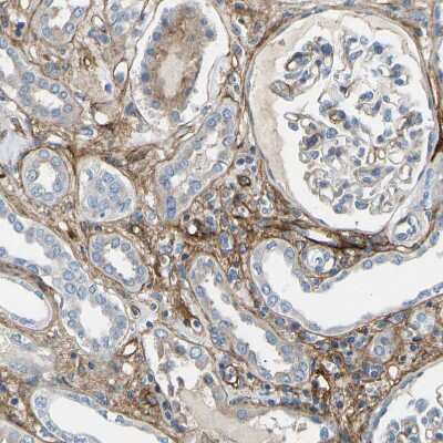 Immunohistochemistry-Paraffin: COL15A1 Antibody [NBP1-91088]