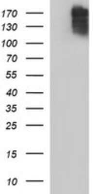 Western Blot: COL15A1 Antibody (OTI1C5)Azide and BSA Free [NBP2-70422]