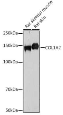 Western Blot: COL1A2 AntibodyBSA Free [NBP2-92874]