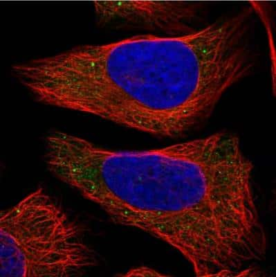 Immunocytochemistry/ Immunofluorescence: COL22A1 Antibody [NBP1-91056]