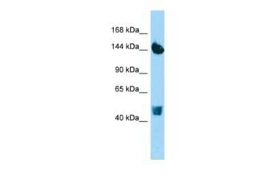 Western Blot: COL22A1 Antibody [NBP2-82731]