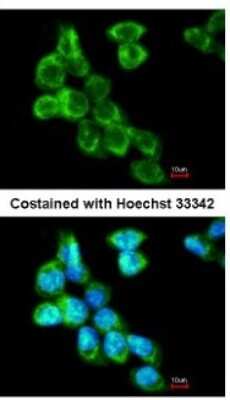 Immunocytochemistry/ Immunofluorescence: COL4A3BP Antibody [NBP1-31118]