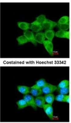 Immunocytochemistry/ Immunofluorescence: COL4A3BP Antibody [NBP2-15943]
