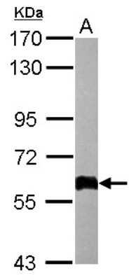 Western Blot: COL4A3BP Antibody [NBP1-31118]