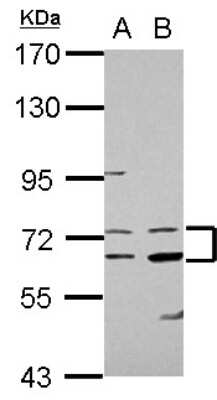 Western Blot: COL4A3BP Antibody [NBP2-15941]