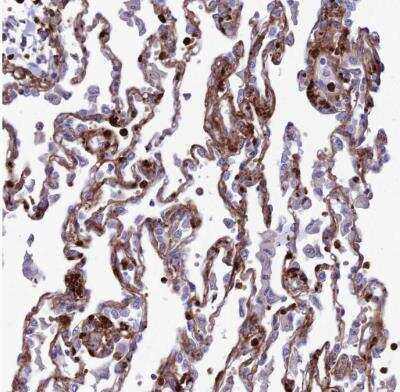 Immunohistochemistry-Paraffin: COL6A6 Antibody [NBP2-14546]