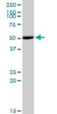 Western Blot: COL9A3 Antibody [H00001299-D01P]