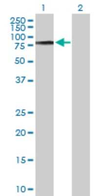 Western Blot: COL9A3 Antibody [H00001299-D01P]