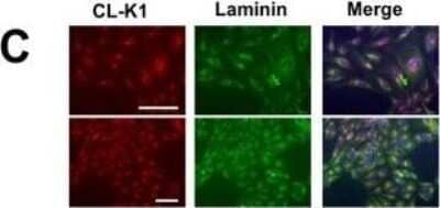 Immunocytochemistry/ Immunofluorescence: COLEC10 Antibody (4C1) [H00010584-M01]