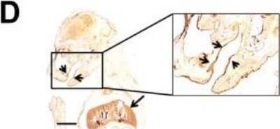 Immunohistochemistry-Paraffin: COLEC10 Antibody (4C1) [H00010584-M01]