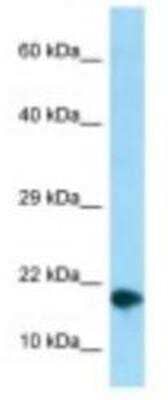 Western Blot: COM1/p8 Antibody [NBP1-98280]