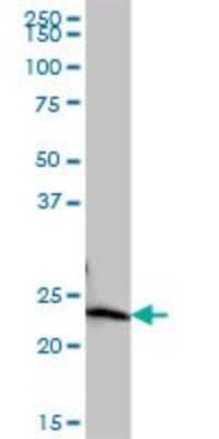 Western Blot: COMMD10 Antibody [H00051397-B01P]