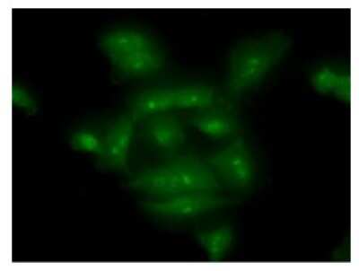 Immunocytochemistry/ Immunofluorescence: COMMD7 Antibody (49B5) - BSA Free [NBP2-59423]