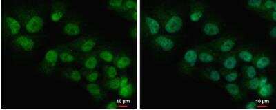 Immunocytochemistry/ Immunofluorescence: COMMD7 Antibody [NBP1-31697]
