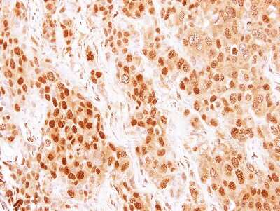 Immunohistochemistry-Paraffin: COMMD7 Antibody [NBP1-31697]