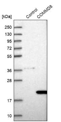 Western Blot: COMMD8 Antibody [NBP1-82178]