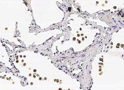 Immunohistochemistry-Paraffin: COMMD9 Antibody (002) [NBP2-90291]