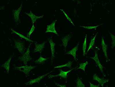 Immunocytochemistry/ Immunofluorescence: COMMD9 Antibody (04) [NBP3-06601]