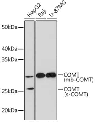 Western Blot: COMT Antibody (9Y2A3) [NBP3-16413]