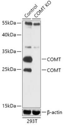 Knockout Validated: COMT Antibody - Azide and BSA Free [NBP3-03726]