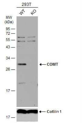 Western Blot: COMT Antibody [NBP2-15954]