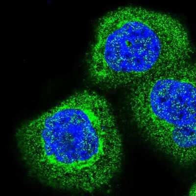 Immunocytochemistry/ Immunofluorescence: COMTD1 Antibody [NBP1-82065]
