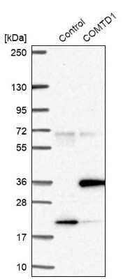 Western Blot: COMTD1 Antibody [NBP1-82065]