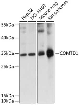 Western Blot: COMTD1 AntibodyAzide and BSA Free [NBP2-92147]