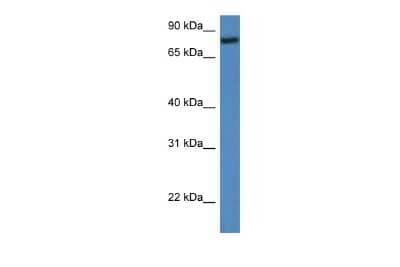 Western Blot: COP1 Antibody [NBP2-83979]