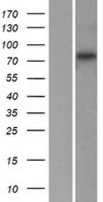 Western Blot: COP1 Overexpression Lysate [NBP2-06435]