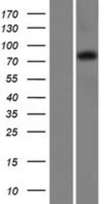 Western Blot: COP1 Overexpression Lysate [NBP2-10727]