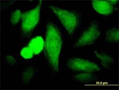 Immunocytochemistry/ Immunofluorescence: COP9 Antibody (2D10) [H00008533-M02]