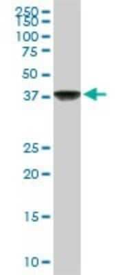 Western Blot: COP9 Antibody (2D10) [H00008533-M02]