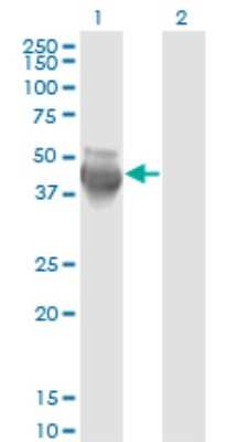 Western Blot: COP9 Antibody (2D10) [H00008533-M02]