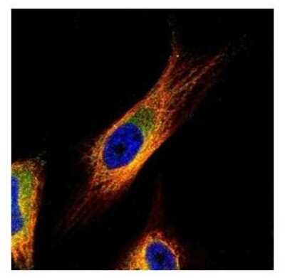 Immunocytochemistry/ Immunofluorescence: COP9 Antibody [NBP2-15956]
