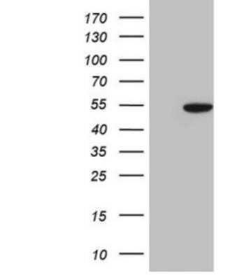 Western Blot: COP9 Antibody (OTI3E1)Azide and BSA Free [NBP2-71382]