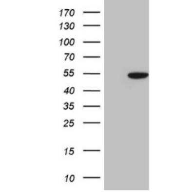 Western Blot: COP9 Antibody (OTI3E1) [NBP2-46332]