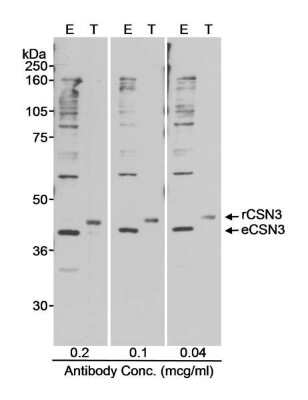 Western Blot: COP9 Antibody [NB100-365]
