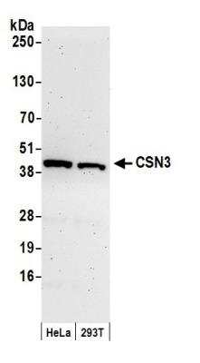 Western Blot: COP9 Antibody [NB100-365]