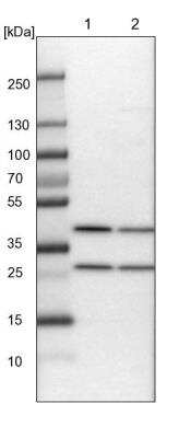 Western Blot: COP9 Antibody [NBP1-85435]