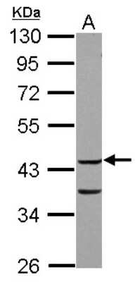 Western Blot: COP9 Antibody [NBP2-15956]