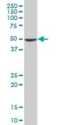 Western Blot: COP9 signalosome complex subunit 2 Antibody (4B12) [H00009318-M02]