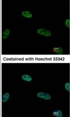 Immunocytochemistry/ Immunofluorescence: COP9 signalosome complex subunit 2 Antibody [NBP1-31481]