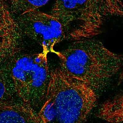 Immunocytochemistry/ Immunofluorescence: COP9 signalosome complex subunit 2 Antibody [NBP2-58587]