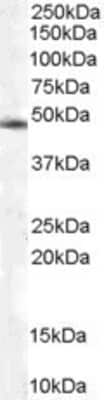 Western Blot: COP9 signalosome complex subunit 2 Antibody [NB100-1238]