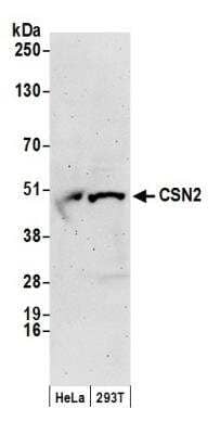 Western Blot: COP9 signalosome complex subunit 2 Antibody [NB100-363]