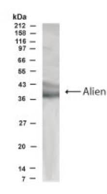 Western Blot: COP9 signalosome complex subunit 2 AntibodyBSA Free [NB100-93557]