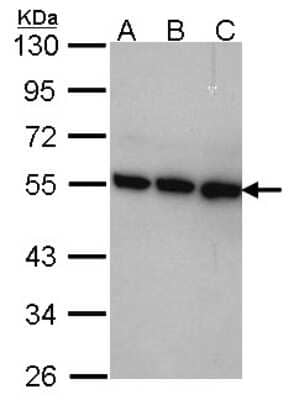 Western Blot: COP9 signalosome complex subunit 2 Antibody [NBP1-31481]